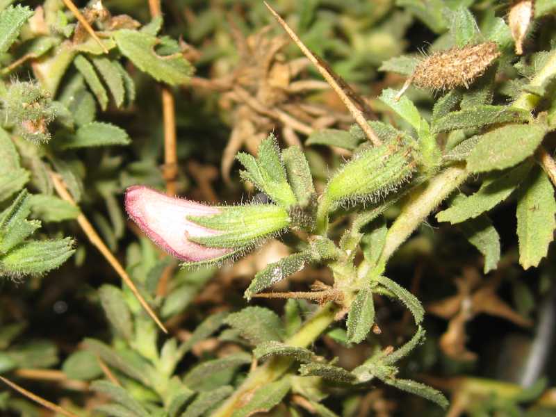 Ononis spinosa